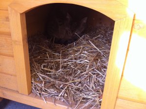 Cathi Hundehütte.JPG