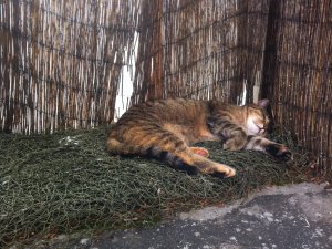 Cathi Katzennetz.JPG