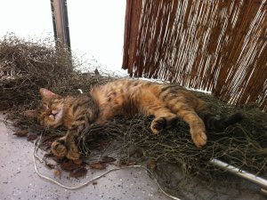 Cathi Katzennetz 3.JPG