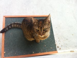 Cathi Kleintierhaus.JPG