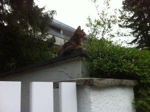 Cathi Mauerecke liegend.JPG