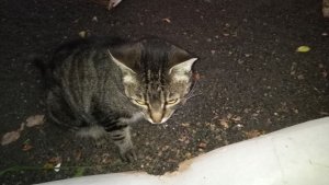 Ami Lanzarote 202211 1.jpg