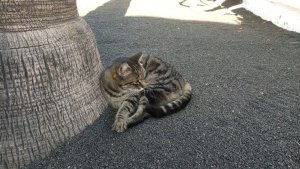 Ami Lanzarote 202211 2.jpg