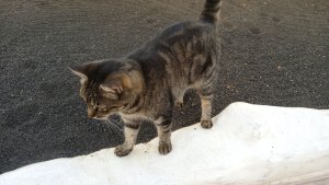 Ami Lanzarote 202211 3.jpg