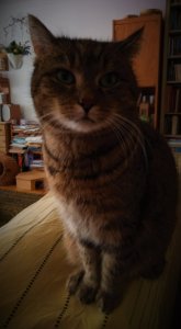 Christmas Cathi 20221223 (2).jpg