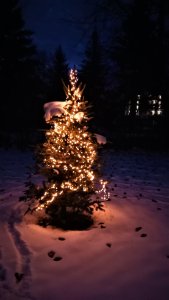 Christmas tree 20221220.jpg