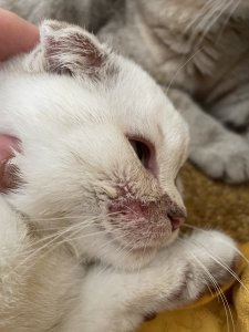 3C279C51-1B76-4193-8E07-8FE7559AFA08.jpeg 3C279C51-1B76-4193-8E07-8FE7559AFA08.jpeg