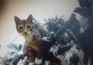 kl. limb hats bäumchen umgeschmissen 2018.jpg