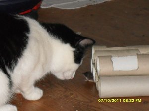 Mütze 2 019 [800x600].jpg