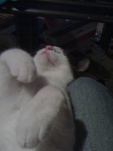 Mütze 007 [800x600].jpg