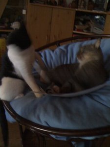 Mütze 012 [800x600].jpg