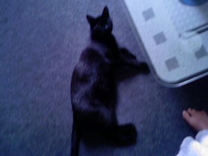 Shadow am Glastisch.JPG