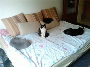 vier auf einem Streich.jpg