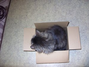 Im neuen Karton2.JPG