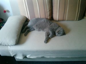 Cashmir Tiefschläfchen.JPG