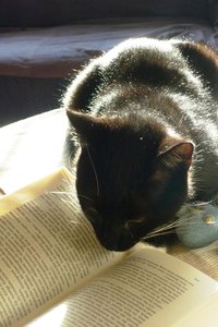 gebildeter Kater 020.jpg