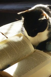 gebildeter Kater 022.jpg