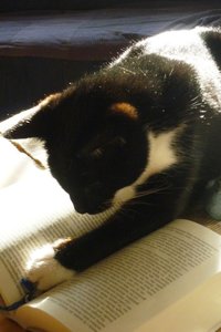 gebildeter Kater 023.jpg