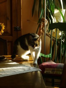 gebildeter Kater 012.jpg