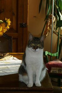 gebildeter Kater 014.jpg