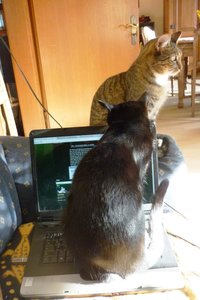 gebildeter Kater 026.jpg