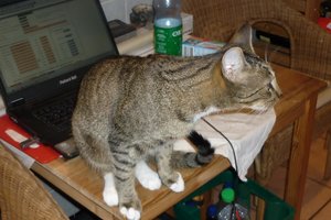 erstes Barfmatschen 003.jpg