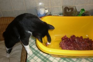 Erstes Großes Matschen für die Tiger 036.jpg