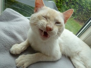 P1040918 - Kopie.JPG