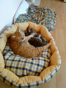 Handy_Fotos_27.06.2011 086.jpg