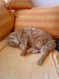 Handy_Fotos_27.06.2011 052.jpg