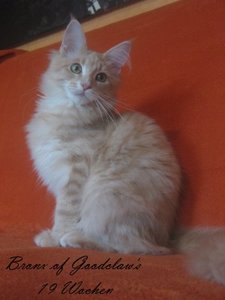 Bronx 6 Monate (2).JPG