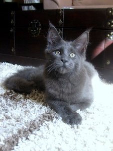 Adonis 18 Wochen (3).JPG