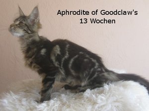 Aphrodite 18 Wochen  (3).JPG