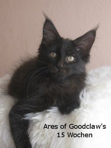 Ares 15 Wochen (4).JPG