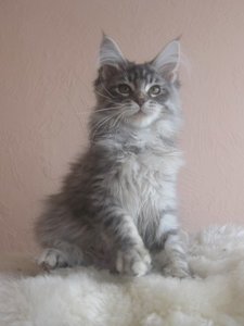 Beverly Hills 16 Wochen (5).JPG