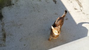 Cathi Balkon_20230207_135416_2.jpg