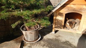 Cathi Hundehütte_20230207_140203_4.jpg