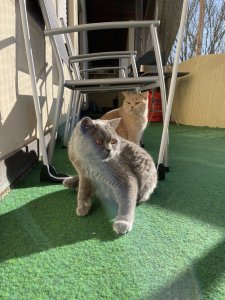 63EBCF11-6C50-47EE-ABFA-9EFE5F25EBB9.jpeg 63EBCF11-6C50-47EE-ABFA-9EFE5F25EBB9.jpeg