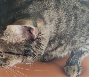 WhatsApp Image 2023-04-06 at 15.12.16 (3).jpeg