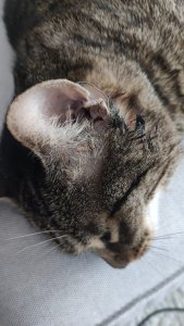 WhatsApp Image 2023-04-09 at 23.00.52.jpeg