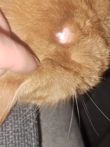 20230423_085813_copy_672x897.jpg 20230423_085813_copy_672x897.jpg