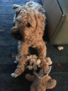 4EBAA7C7-2FA1-49FC-885E-8FA6A236286C.jpeg 4EBAA7C7-2FA1-49FC-885E-8FA6A236286C.jpeg