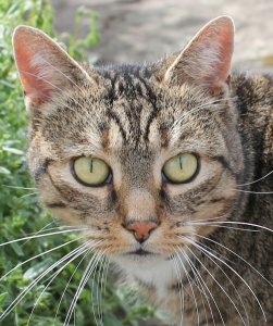 Chico von MeikeM-2013-800.jpg