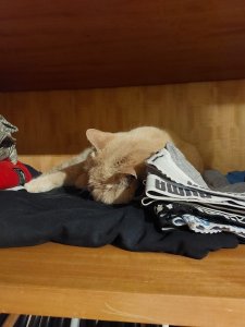 IMG-20230705-WA0002.jpg IMG-20230705-WA0002.jpg