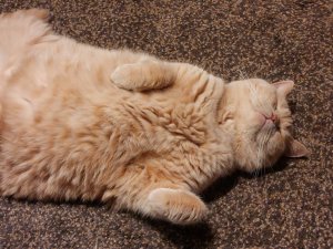 IMG-20230707-WA0000.jpg IMG-20230707-WA0000.jpg