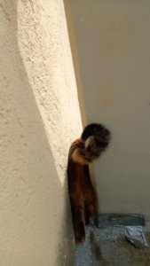 Cathi Spalt Balkon Leiter.jpg