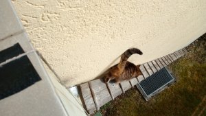 Katzenleiter alt 2.jpg