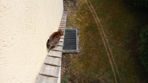 Katzenleiter alt 3.jpg