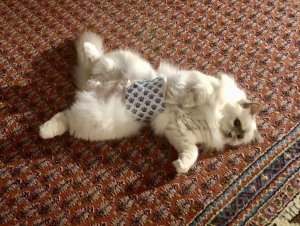 IMG_1695.jpeg IMG_1695.jpeg