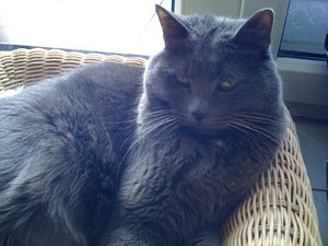 Pitu 02. November 2011.JPG